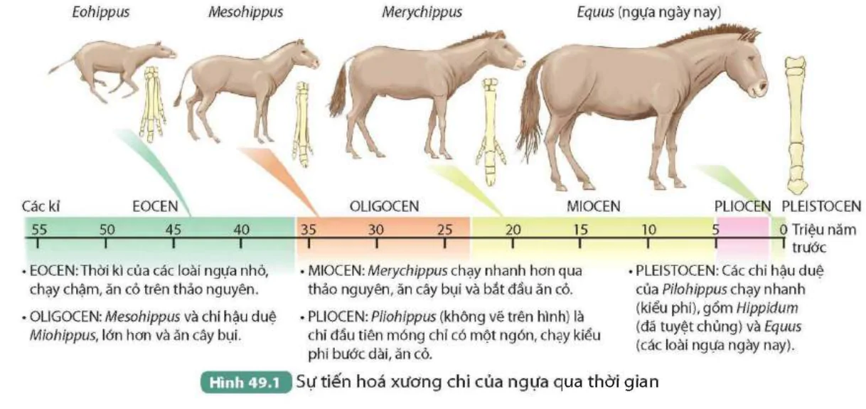 hinh-anh-bai-49-khai-niem-tien-hoa-va-cac-hinh-thuc-chon-loc-9834-0