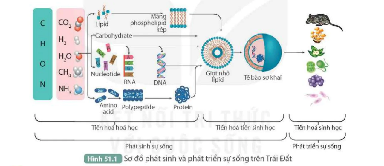 hinh-anh-bai-51-su-phat-sinh-va-phat-trien-su-song-tren-trai-dat-9838-0