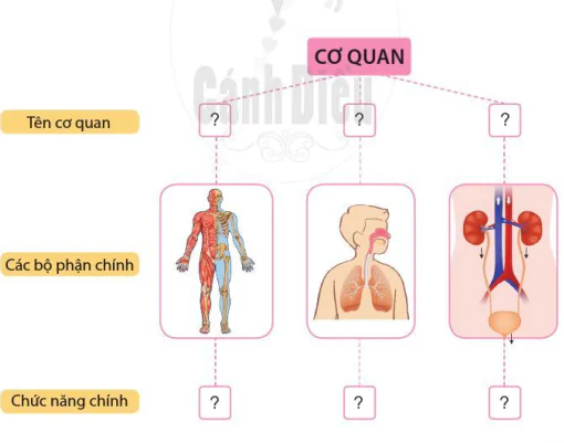 hinh-anh-on-tap-va-danh-gia-chu-de-con-nguoi-va-suc-khoe-9968-0