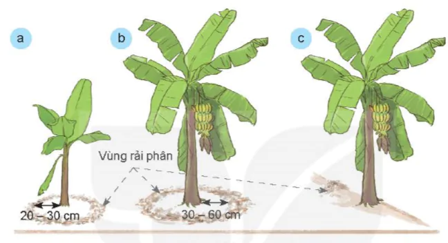 hinh-anh-bai-7-ki-thuat-trong-va-cham-soc-cay-chuoi-10552-9