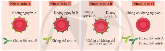 hinh-anh-bai-30-mau-va-he-tuan-hoan-o-nguoi-10860-11