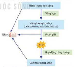 hinh-anh-bai-1-khai-quat-ve-trao-doi-chat-va-chuyen-hoa-nang-luong-12000-0