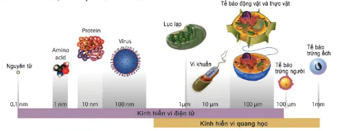 hinh-anh-bai-7-te-bao-nhan-so-12814-0