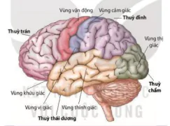hinh-anh-bai-17-cam-ung-o-dong-vat-12865-12
