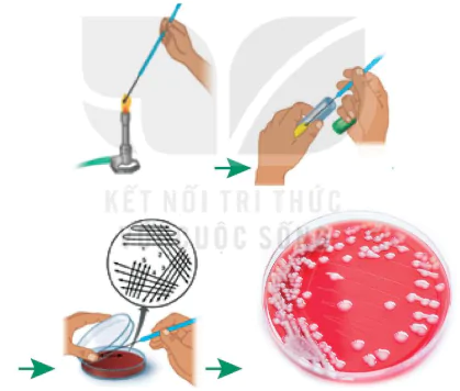 hinh-anh-bai-20-su-da-dang-va-phuong-phap-nghien-cuu-vi-sinh-vat-12862-12