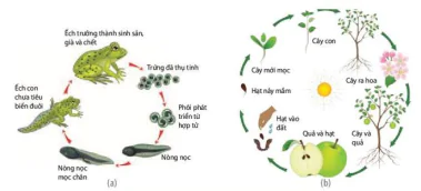 hinh-anh-bai-19-khai-quat-ve-sinh-truong-va-phat-trien-o-sinh-vat-12876-0