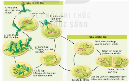 hinh-anh-bai-24-khai-quat-ve-virus-12878-4