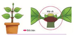 hinh-anh-bai-21-thuc-hanh-bam-ngon-tia-canh-xu-li-kich-thich-to-va-tinh-tuoi-cay-12890-0