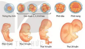 hinh-anh-bai-22-sinh-truong-va-phat-trien-o-dong-vat-12891-0