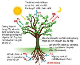 hinh-anh-bai-28-moi-quan-he-giua-cac-qua-trinh-sinh-li-trong-co-the-sinh-vat-12901-0