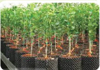 hinh-anh-bai-14-thuc-hanh-nhan-giong-cay-an-qua-bang-phuong-phap-ghep-13276-0