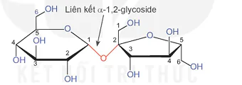 hinh-anh-bai-5-saccharose-va-maltose-13503-0