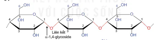 hinh-anh-bai-6-tinh-bot-va-cellulose-13504-0