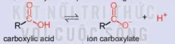 hinh-anh-bai-24-carboxylic-acid-13672-10