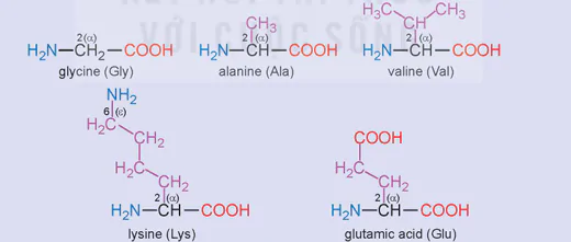 hinh-anh-bai-9-amino-acids-va-peptides-13508-0