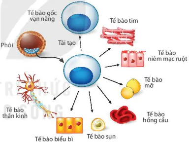 hinh-anh-bai-2-te-bao-goc-va-mot-so-thanh-tuu-13223-0