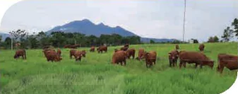 hinh-anh-bai-13-quy-trinh-chan-nuoi-bo-thit-theo-tieu-chuan-vietgap-13798-0