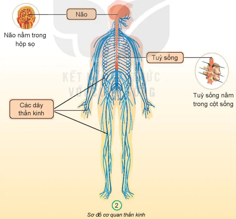 hinh-anh-bai-22-co-quan-than-kinh-7358-1