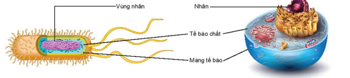 hinh-anh-bai-19-cau-tao-va-chuc-nang-cac-thanh-phan-cua-te-bao-7815-1