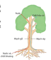 hinh-anh-bai-30-trao-doi-nuoc-va-chat-dinh-duong-o-thuc-vat-8209-1