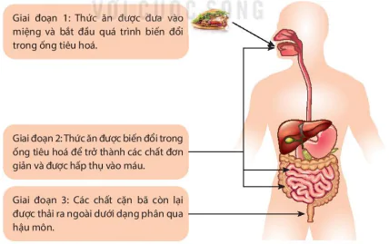 hinh-anh-bai-31-trao-doi-nuoc-va-chat-dinh-duong-o-dong-vat-8214-1