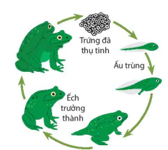 hinh-anh-bai-36-khai-quat-ve-sinh-truong-va-phat-trien-o-sinh-vat-8997-1