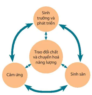 hinh-anh-bai-42-co-the-sinh-vat-la-mot-the-thong-nhat-9048-1