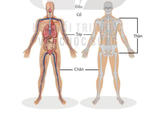 hinh-anh-bai-30-khai-quat-ve-co-the-nguoi-9174-1