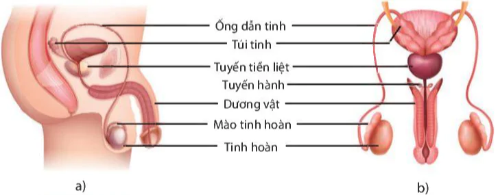 hinh-anh-bai-40-sinh-san-o-nguoi-9382-1