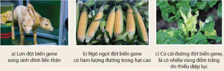 hinh-anh-bai-41-dot-bien-gene-9498-14