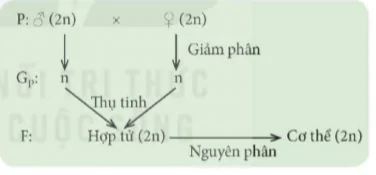 hinh-anh-bai-43-nguyen-phan-va-giam-phan-9502-14