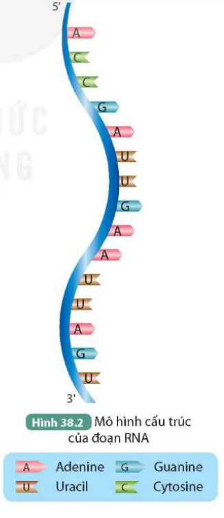 hinh-anh-bai-38-nucleic-acid-va-gene-9540-1