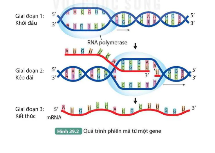 hinh-anh-bai-39-tai-ban-dna-va-phien-ma-tao-rna-9543-1