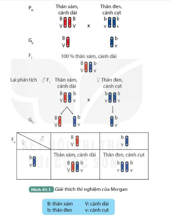 hinh-anh-bai-45-di-truyen-lien-ket-9815-0