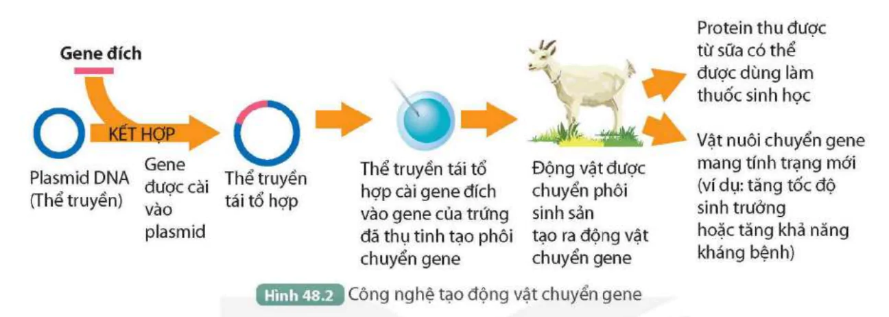 hinh-anh-bai-48-ung-dung-cong-nghe-di-truyen-vao-doi-song-9832-1