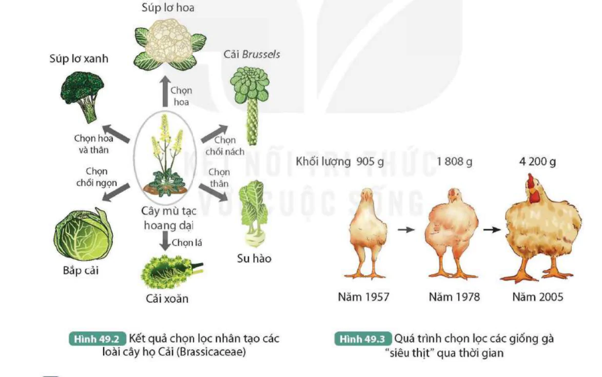 hinh-anh-preview-9833-1