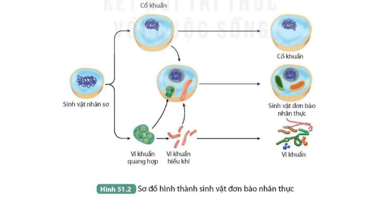 hinh-anh-bai-51-su-phat-sinh-va-phat-trien-su-song-tren-trai-dat-9838-1