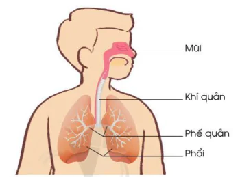 hinh-anh-bai-16-co-quan-ho-hap-9965-1