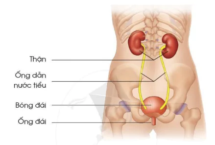 hinh-anh-bai-18-co-quan-bai-tiet-nuoc-tieu-phong-tranh-benh-soi-than-9967-1