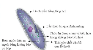 hinh-anh-bai-13-tu-te-bao-den-co-the-10745-9