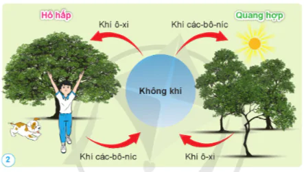 hinh-anh-bai-6-vai-tro-cua-khong-khi-va-bao-ve-moi-truong-khong-khi-10818-1