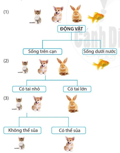 hinh-anh-bai-15-khoa-luong-phan-10845-1