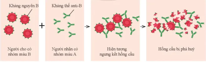 hinh-anh-bai-30-mau-va-he-tuan-hoan-o-nguoi-10860-12