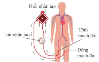 hinh-anh-bai-32-he-ho-hap-o-nguoi-10867-19