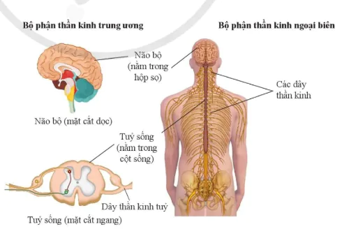 hinh-anh-bai-34-he-than-kinh-va-cac-giac-quan-o-nguoi-10910-2