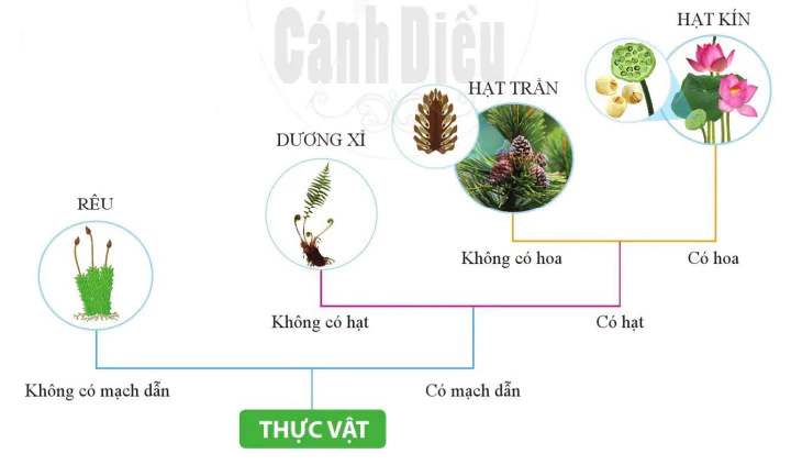 hinh-anh-bai-19-da-dang-thuc-vat-10940-1