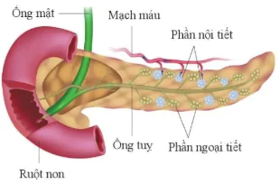 hinh-anh-bai-35-he-noi-tiet-o-nguoi-10947-4