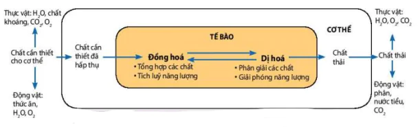 hinh-anh-bai-1-khai-quat-ve-trao-doi-chat-va-chuyen-hoa-nang-luong-12000-1
