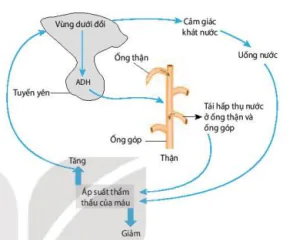 hinh-anh-bai-13-bai-tiet-va-can-bang-noi-moi-12828-3