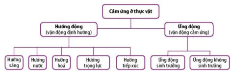 hinh-anh-bai-15-cam-ung-o-thuc-vat-12837-0
